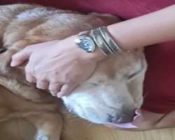 Ruhi is accompanied by a furry friend in her home.